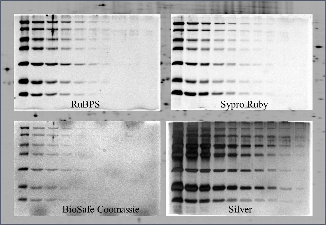 RuBPS Sypro Ruby BioSafe Coomassie Silver