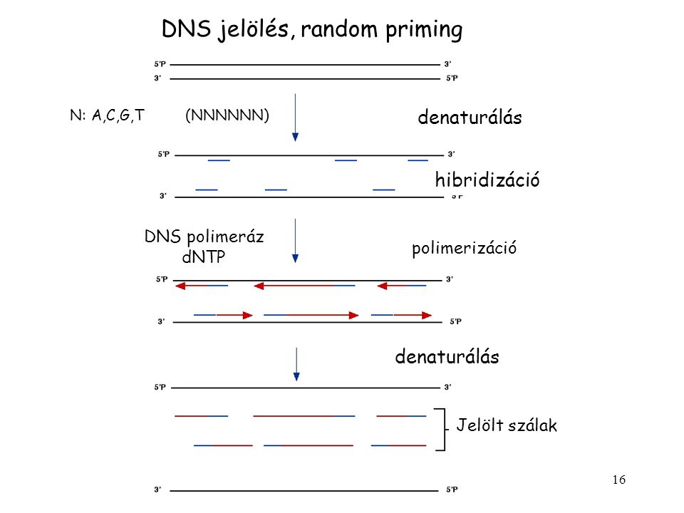 DNS jelölés, random priming