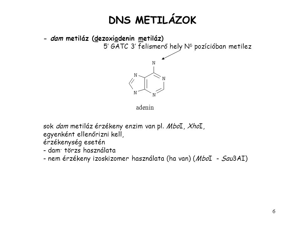 DNS METILÁZOK - dam metiláz (dezoxiadenin metiláz)