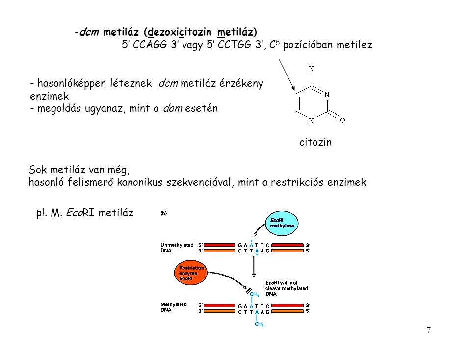 dcm metiláz (dezoxicitozin metiláz)