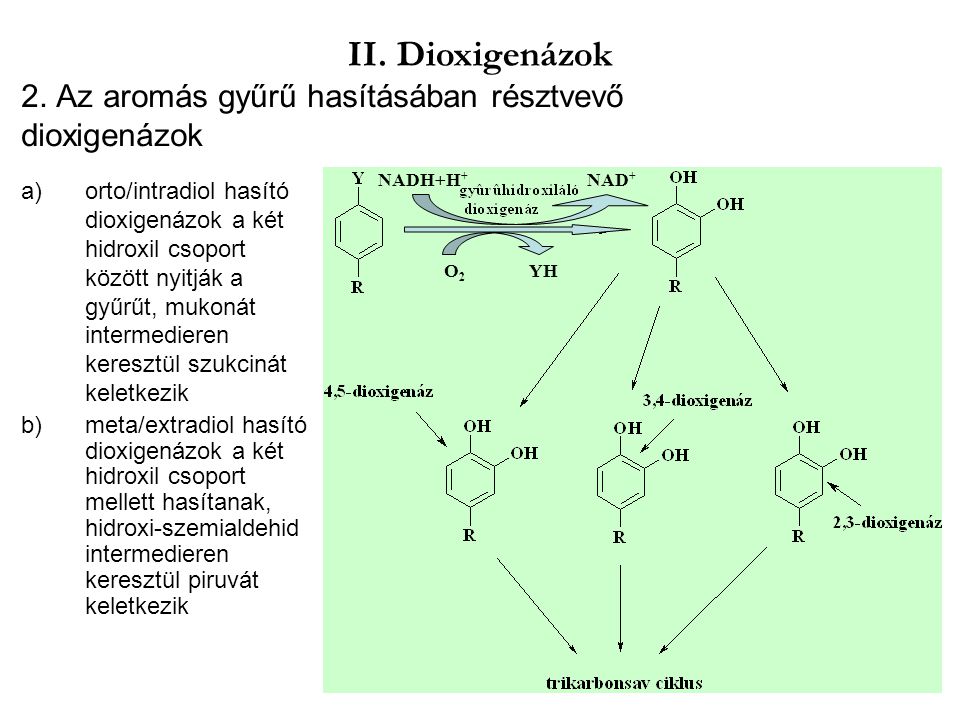 2. Az aromás gyűrű hasításában résztvevő dioxigenázok