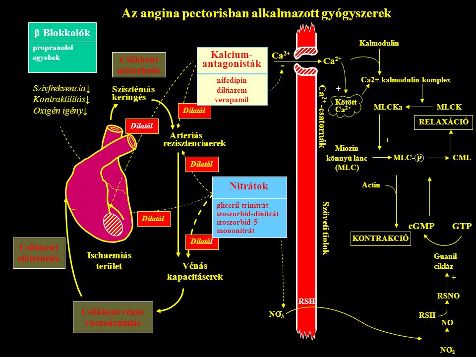 Az angina pectorisban alkalmazott gyógyszerek
