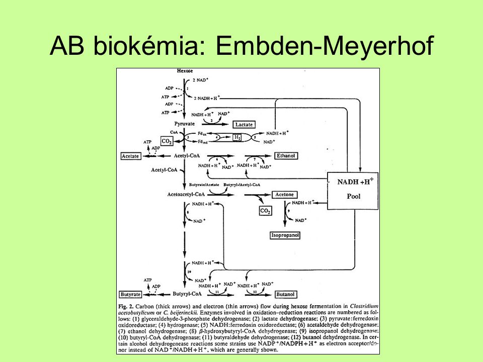 AB biokémia: Embden-Meyerhof