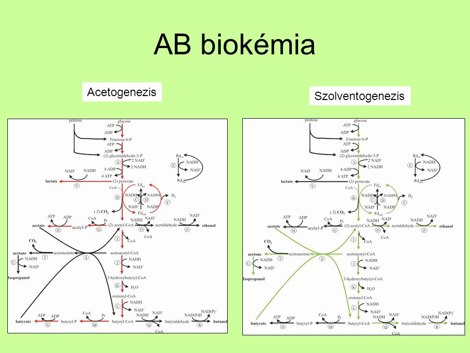AB biokémia Acetogenezis Szolventogenezis