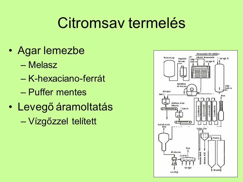 Citromsav termelés Agar lemezbe Levegő áramoltatás Melasz