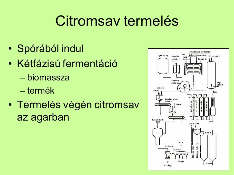 Citromsav termelés Spórából indul Kétfázisú fermentáció