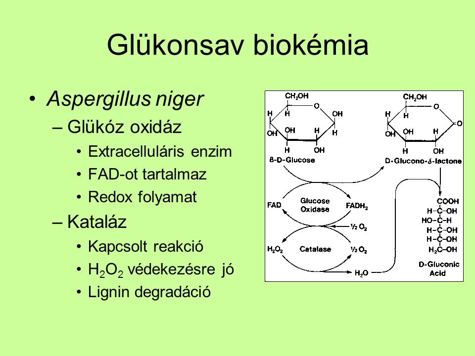 Glükonsav biokémia Aspergillus niger Glükóz oxidáz Kataláz