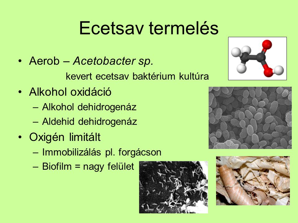 Ecetsav termelés Aerob – Acetobacter sp. Alkohol oxidáció