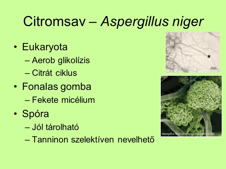 Citromsav – Aspergillus niger