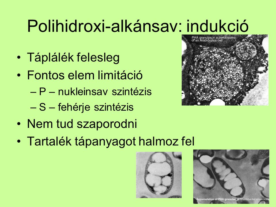 Polihidroxi-alkánsav: indukció