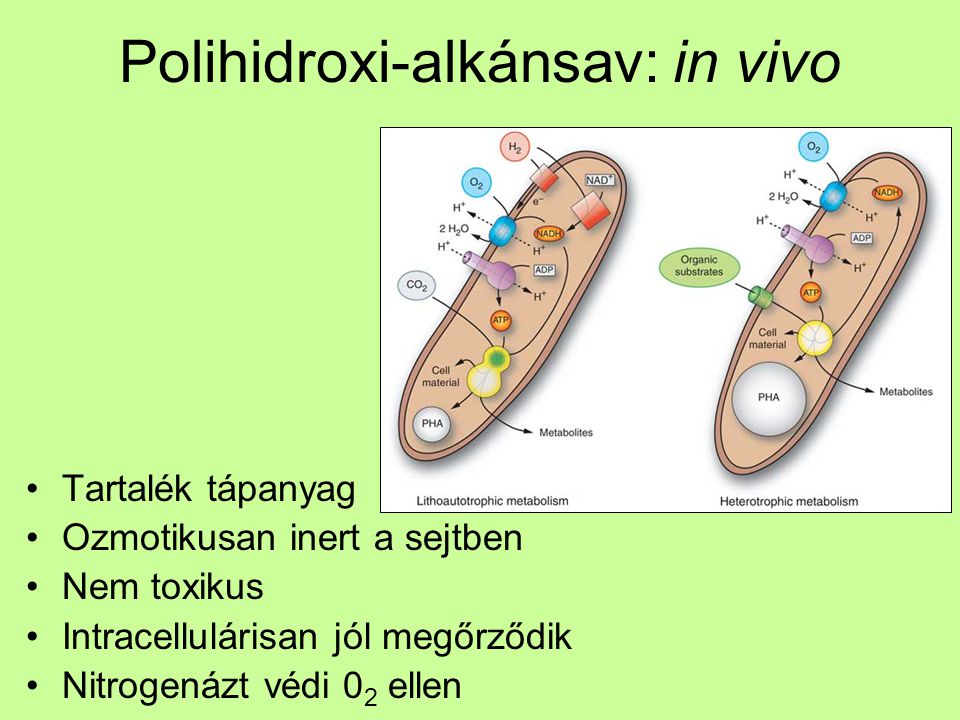 Polihidroxi-alkánsav: in vivo