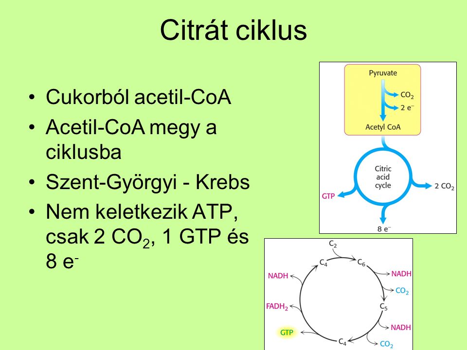 Citrát ciklus Cukorból acetil-CoA Acetil-CoA megy a ciklusba