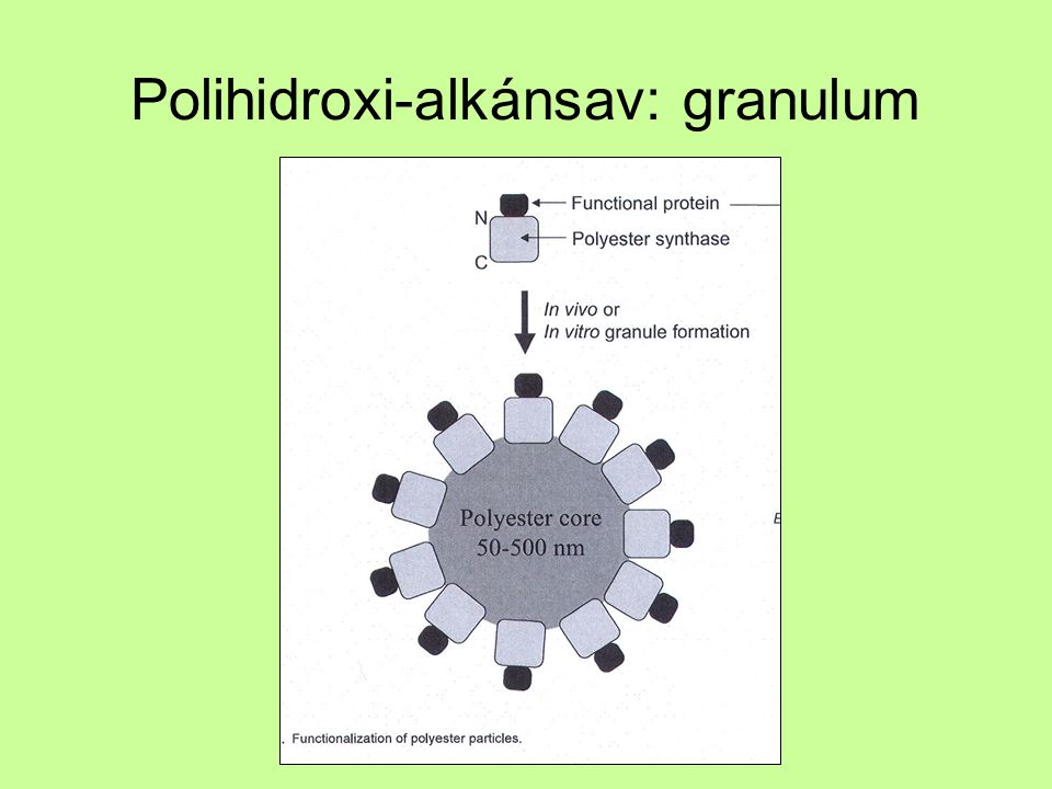 Polihidroxi-alkánsav: granulum