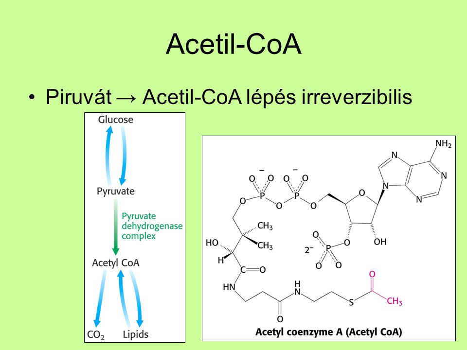 Acetil-CoA Piruvát → Acetil-CoA lépés irreverzibilis