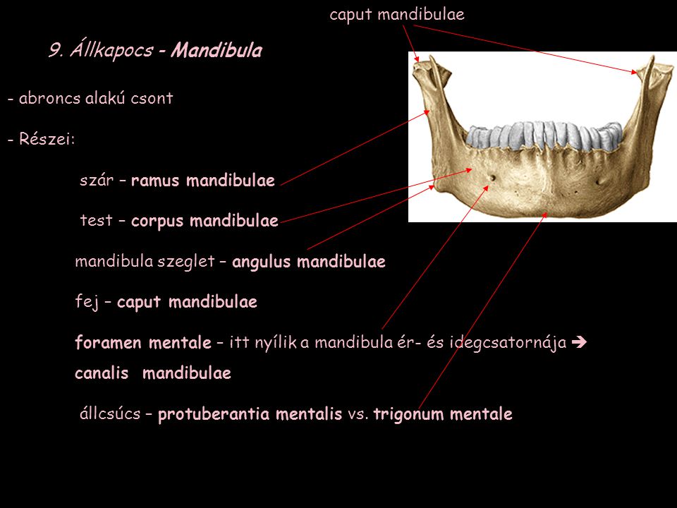 9. Állkapocs - Mandibula caput mandibulae abroncs alakú csont Részei:
