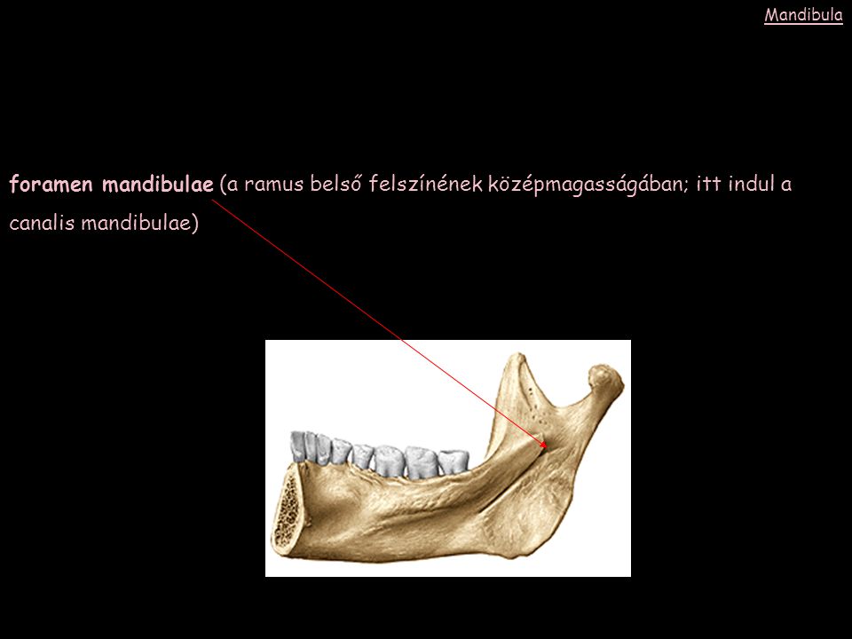 Mandibula foramen mandibulae (a ramus belső felszínének középmagasságában; itt indul a canalis mandibulae)