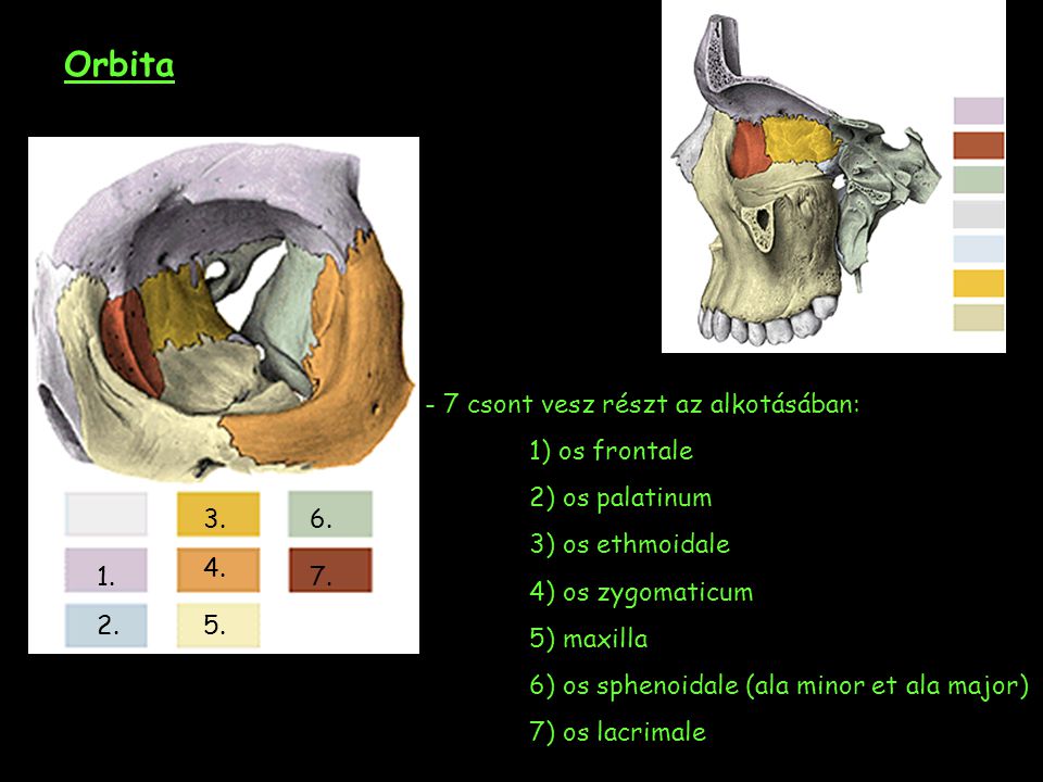 Orbita - 7 csont vesz részt az alkotásában: 1) os frontale