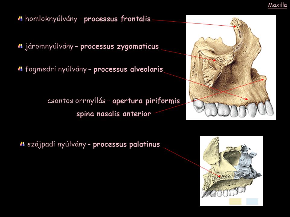 homloknyúlvány – processus frontalis