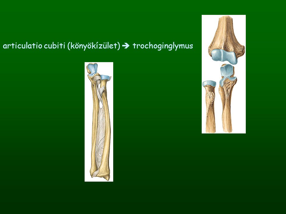 articulatio cubiti (könyökízület)  trochoginglymus