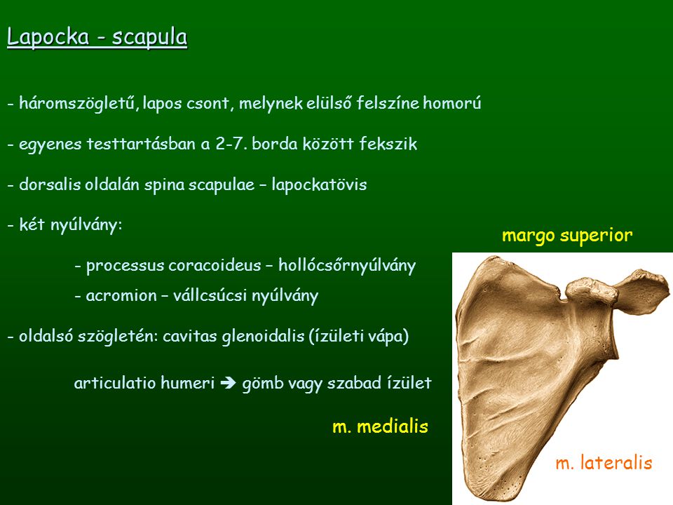 Lapocka - scapula margo superior m. medialis m. lateralis