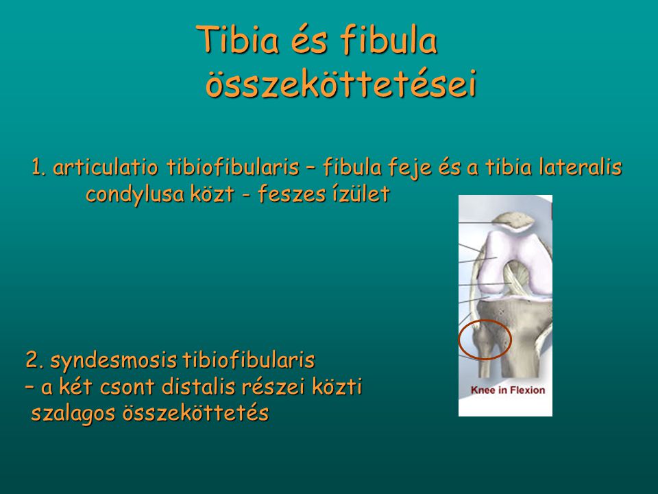 Tibia és fibula összeköttetései