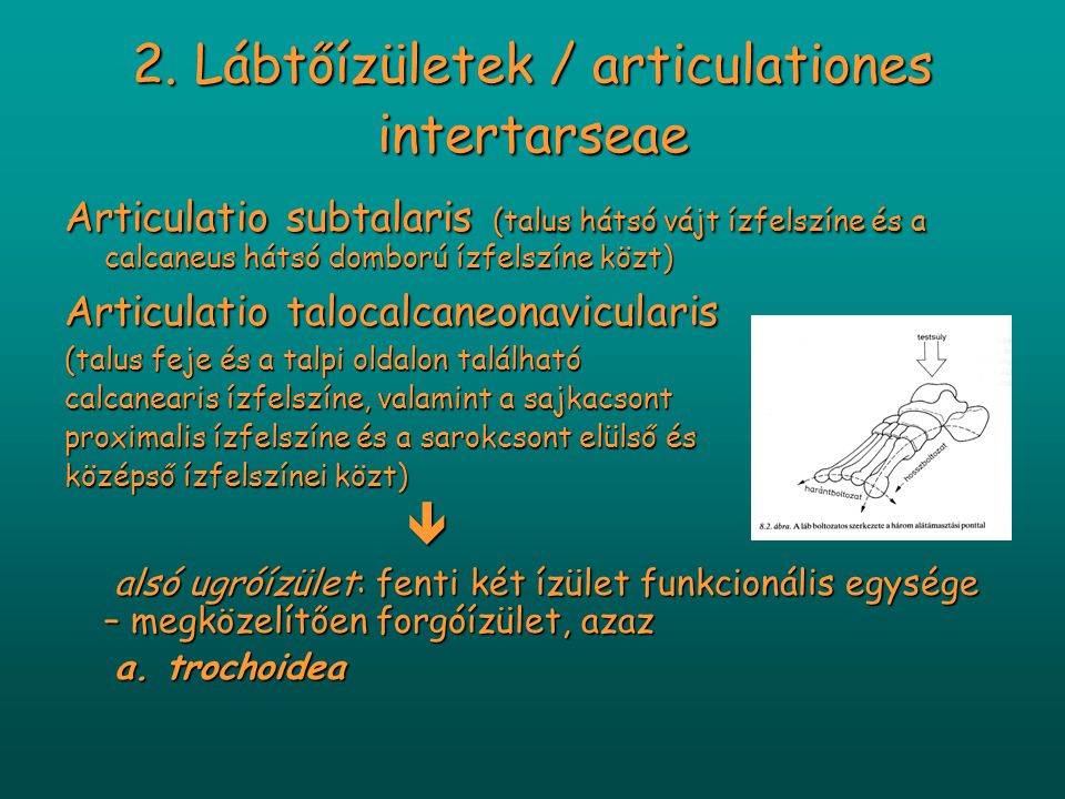 2. Lábtőízületek / articulationes intertarseae