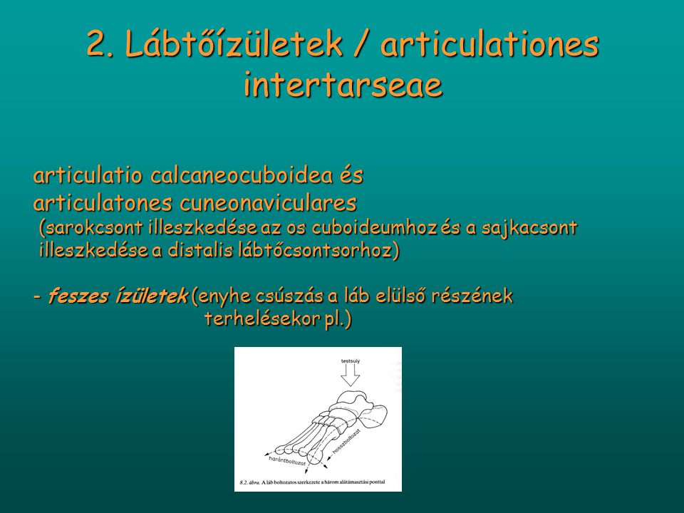 2. Lábtőízületek / articulationes intertarseae