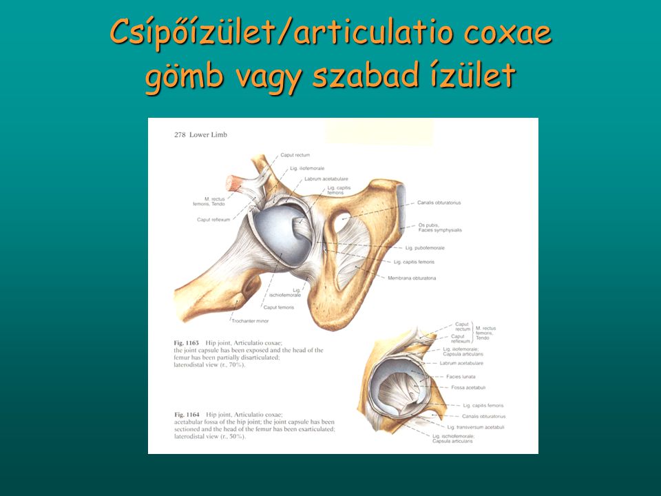 Csípőízület/articulatio coxae gömb vagy szabad ízület