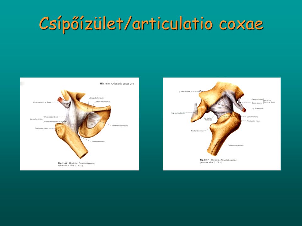 Csípőízület/articulatio coxae