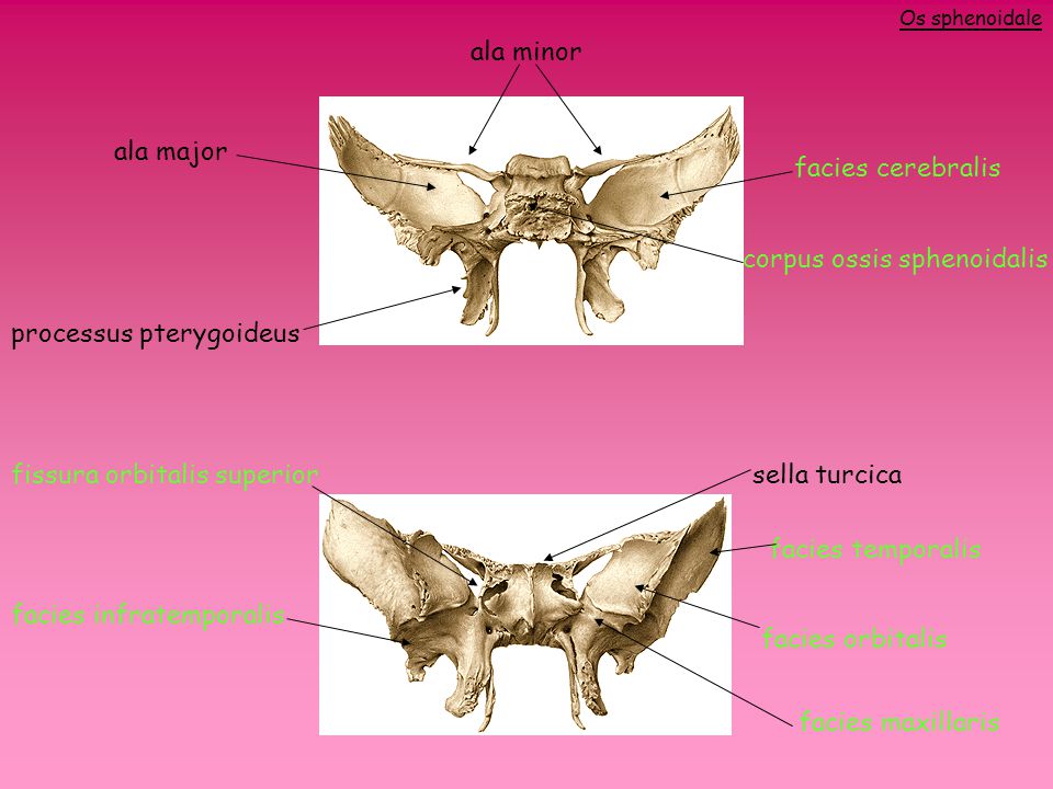 corpus ossis sphenoidalis