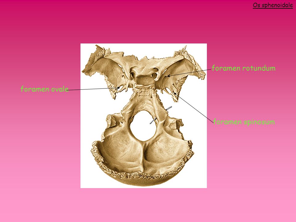 Os sphenoidale foramen rotundum foramen ovale foramen spinosum