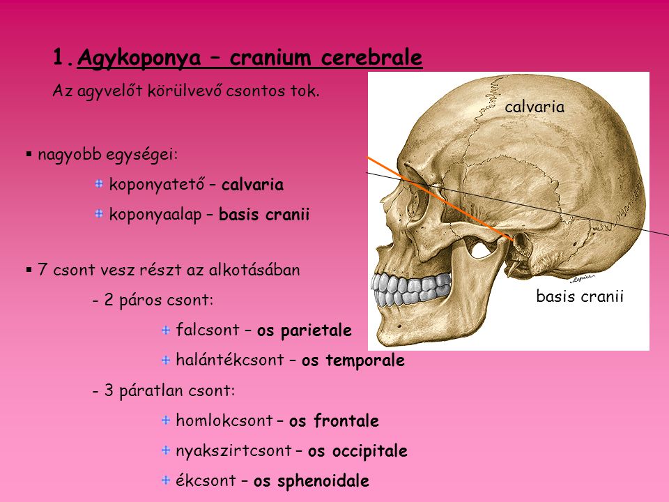 Agykoponya – cranium cerebrale