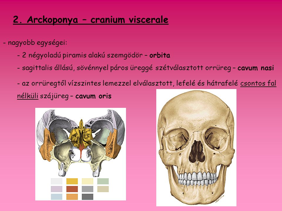 2. Arckoponya – cranium viscerale