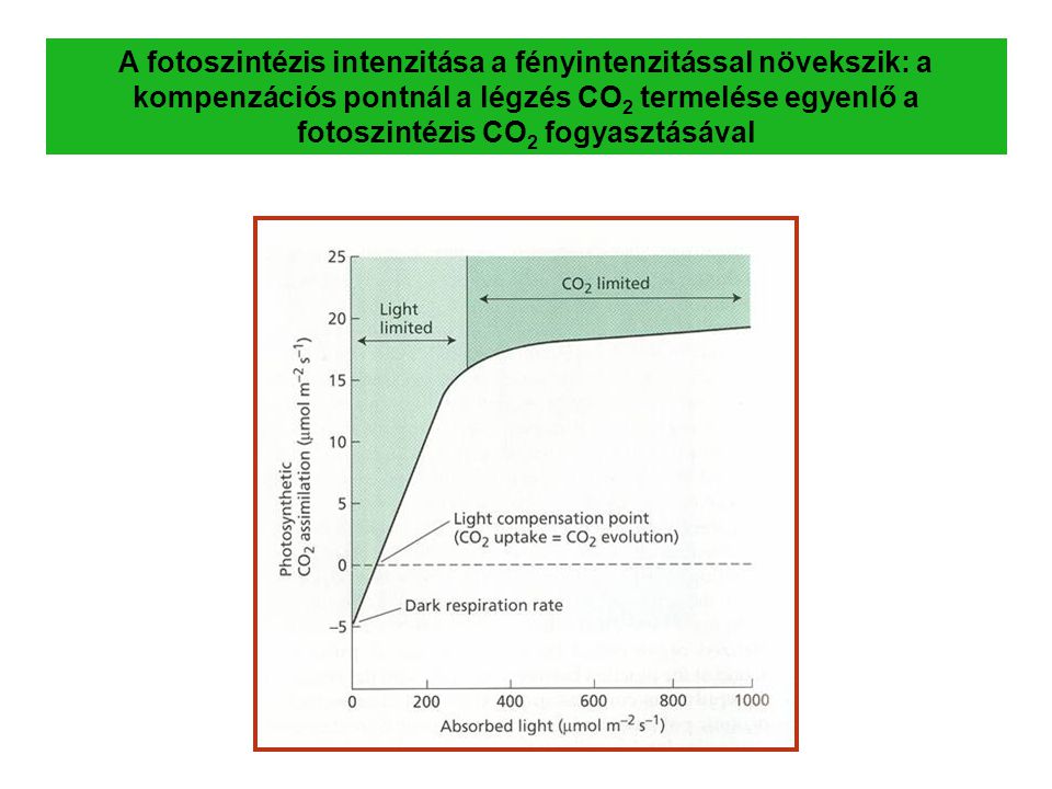A fotoszintézis intenzitása a fényintenzitással növekszik: a kompenzációs pontnál a légzés CO2 termelése egyenlő a fotoszintézis CO2 fogyasztásával