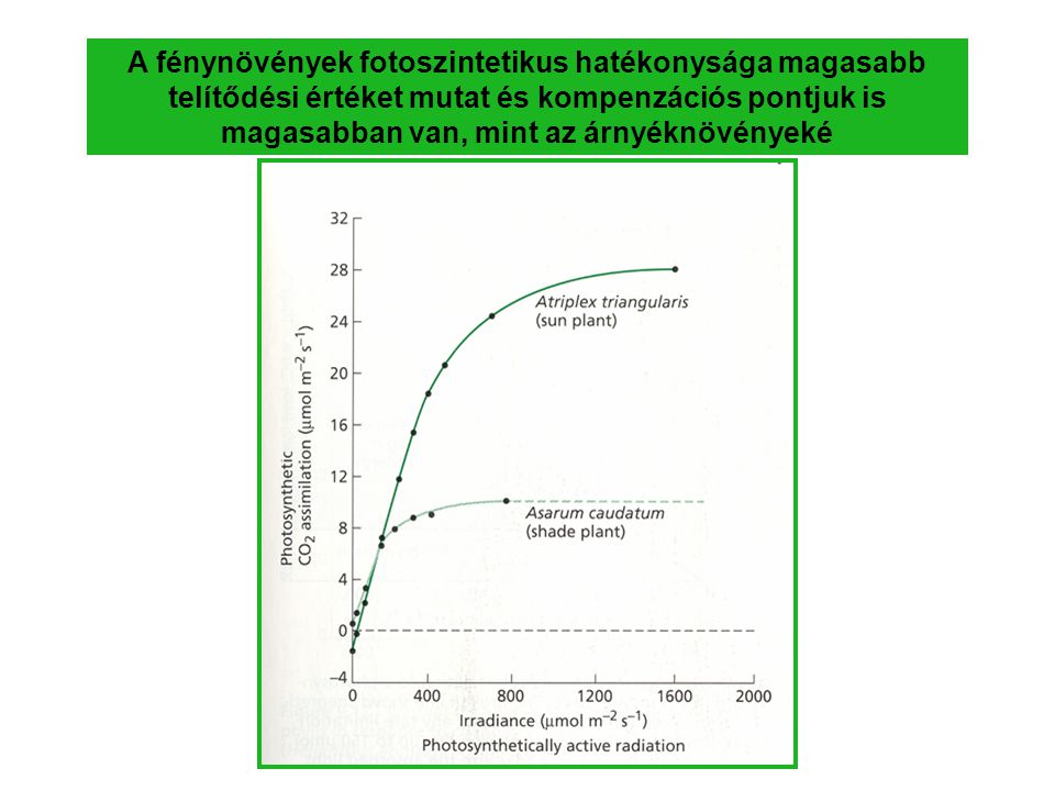 A fénynövények fotoszintetikus hatékonysága magasabb telítődési értéket mutat és kompenzációs pontjuk is magasabban van, mint az árnyéknövényeké