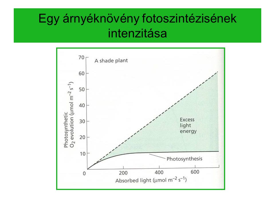 Egy árnyéknövény fotoszintézisének intenzitása