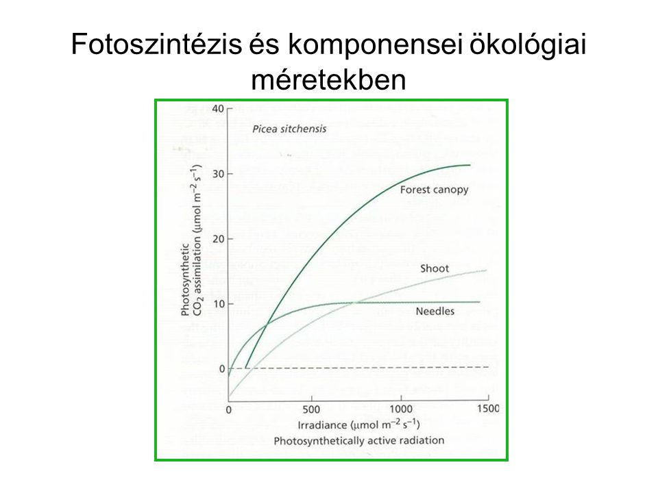 Fotoszintézis és komponensei ökológiai méretekben