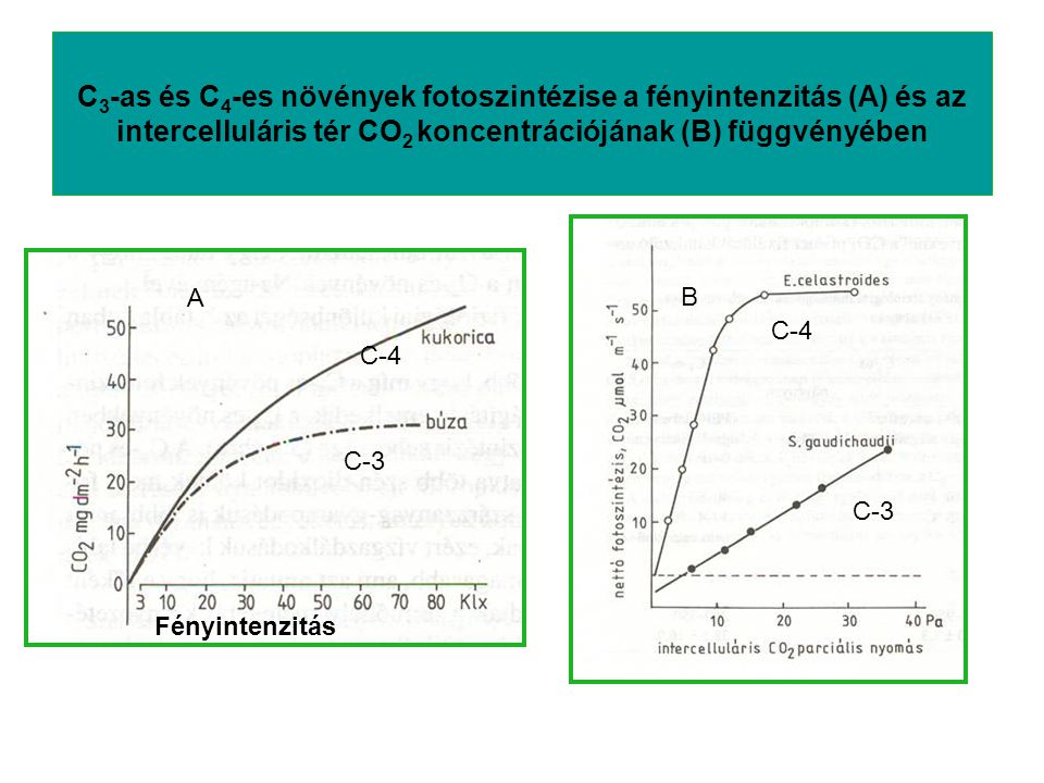 C3-as és C4-es növények fotoszintézise a fényintenzitás (A) és az intercelluláris tér CO2 koncentrációjának (B) függvényében