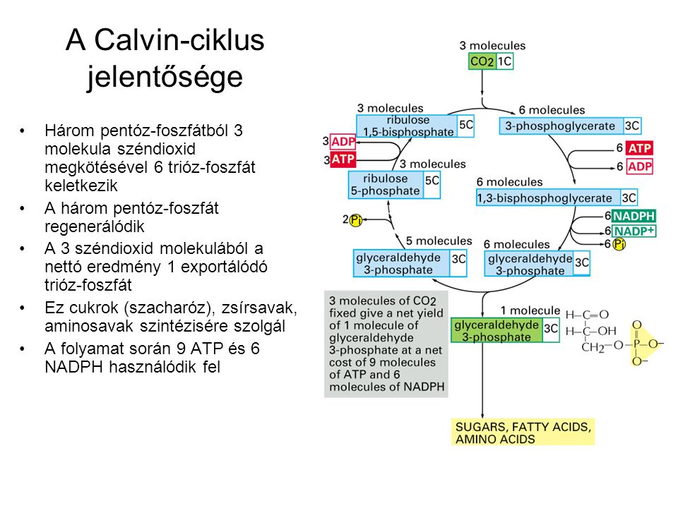 A Calvin-ciklus jelentősége