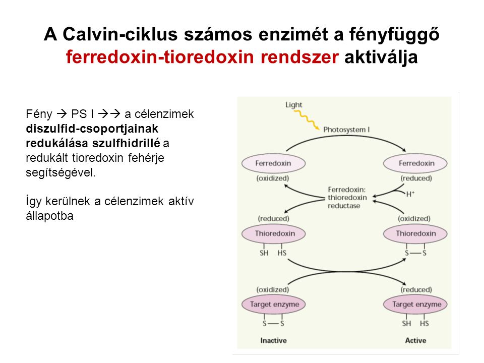 A Calvin-ciklus számos enzimét a fényfüggő ferredoxin-tioredoxin rendszer aktiválja