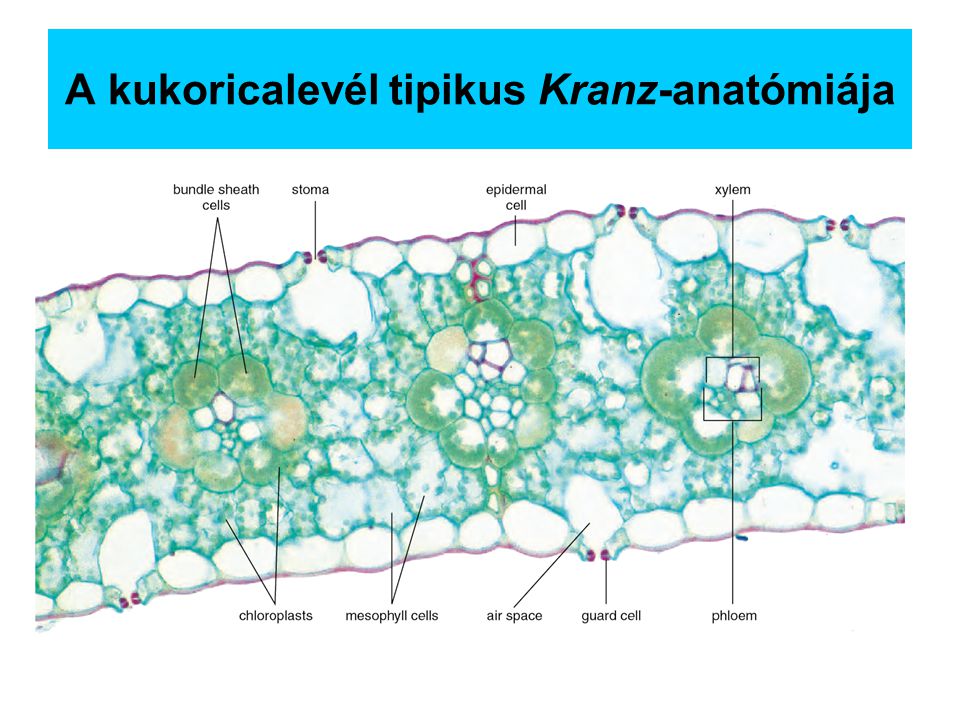 A kukoricalevél tipikus Kranz-anatómiája