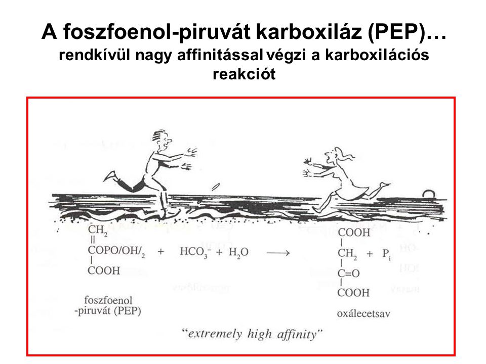 A foszfoenol-piruvát karboxiláz (PEP)… rendkívül nagy affinitással végzi a karboxilációs reakciót