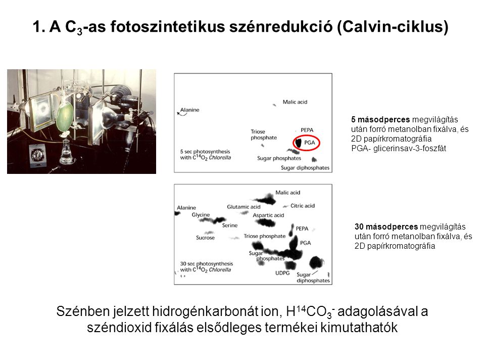1. A C3-as fotoszintetikus szénredukció (Calvin-ciklus)