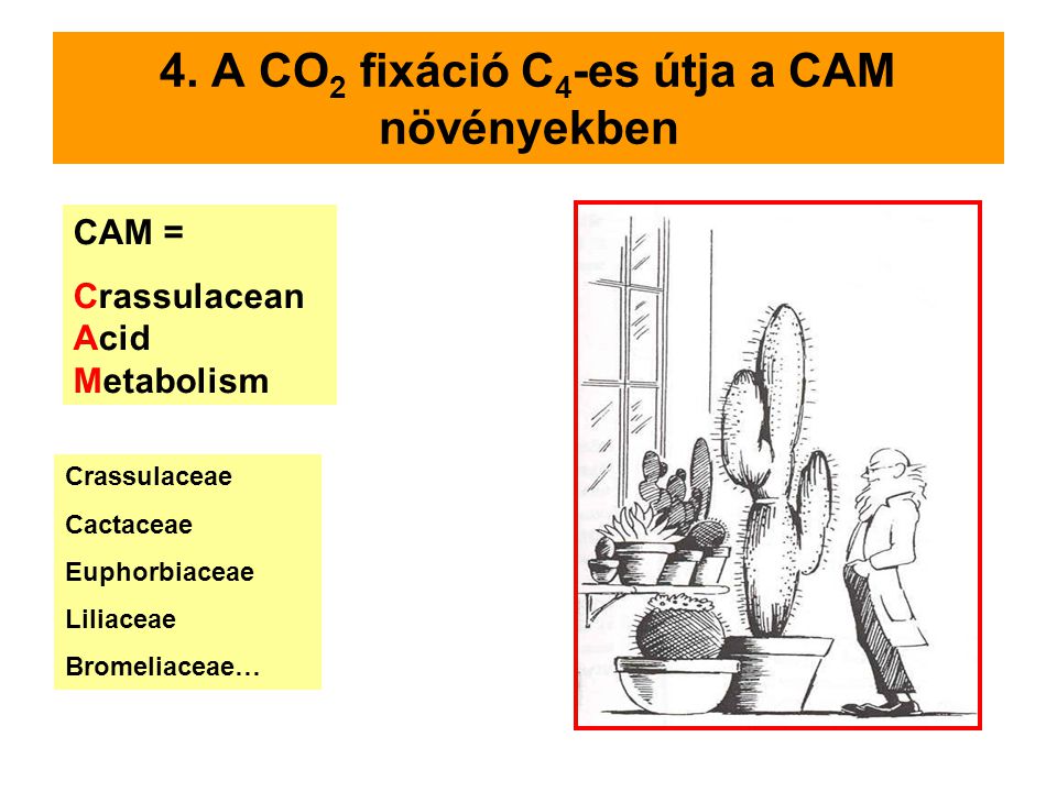 4. A CO2 fixáció C4-es útja a CAM növényekben