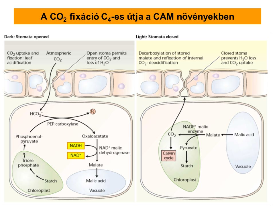 A CO2 fixáció C4-es útja a CAM növényekben