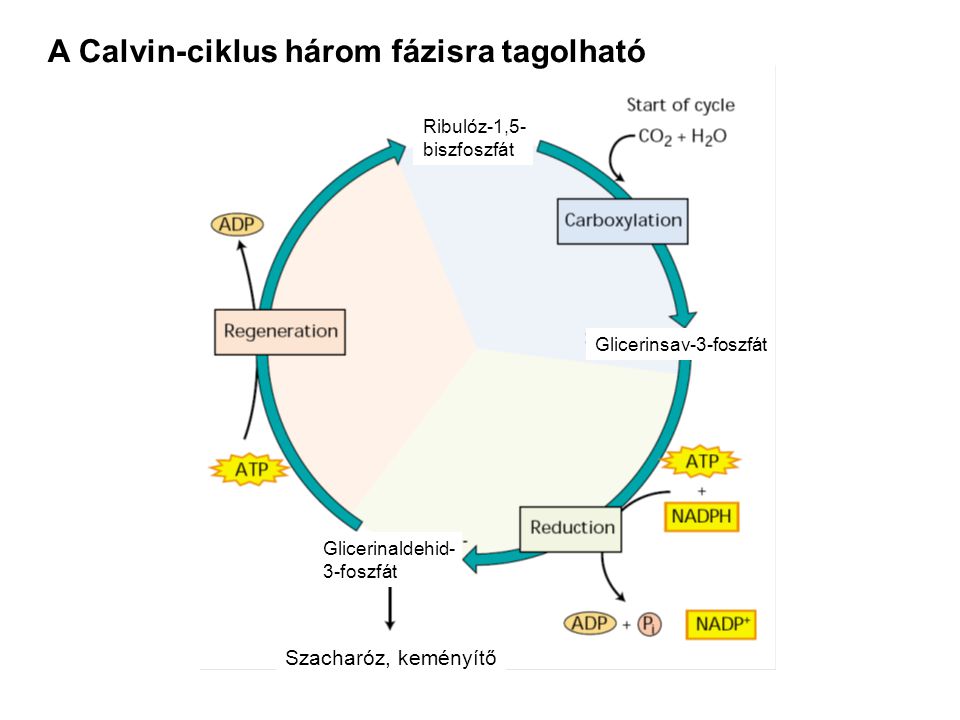 A Calvin-ciklus három fázisra tagolható
