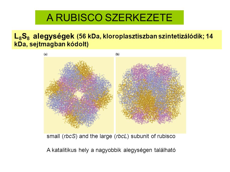 A RUBISCO SZERKEZETE L8S8 alegységek (56 kDa, kloroplasztiszban szintetizálódik; 14 kDa, sejtmagban kódolt)