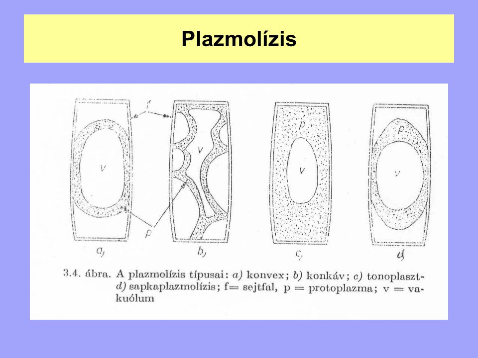 Plazmolízis