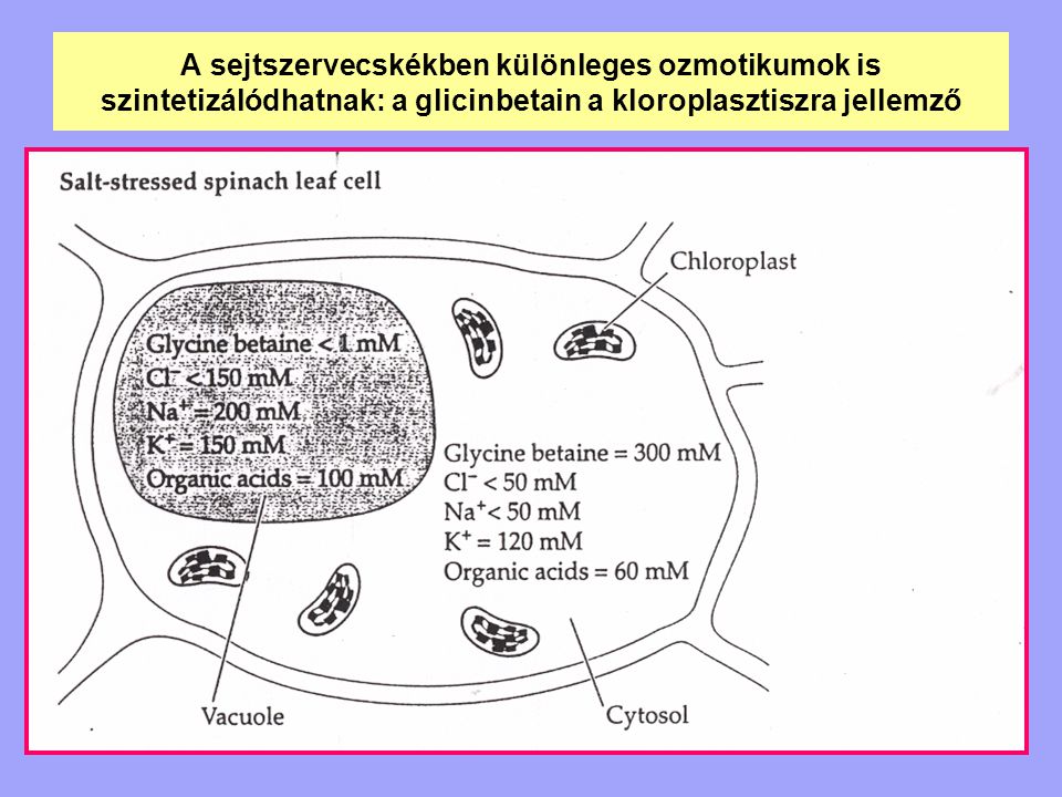 A sejtszervecskékben különleges ozmotikumok is szintetizálódhatnak: a glicinbetain a kloroplasztiszra jellemző