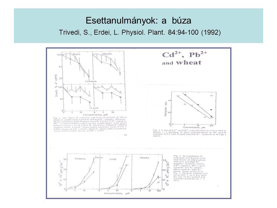 Esettanulmányok: a búza Trivedi, S. , Erdei, L. Physiol. Plant